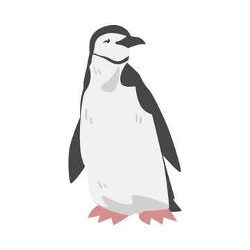 Chinstrap Penguin as Aquatic Flightless Bird with Flippers for Swimming in Standing Pose Vector Illustration