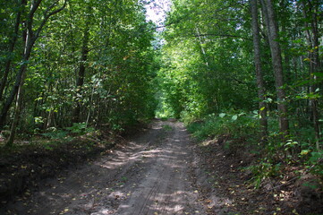 path in the forest