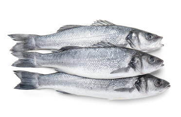 Fresh uncooked sea bass fish on white background