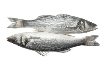 Fresh uncooked sea bass fish on white background - obrazy, fototapety, plakaty