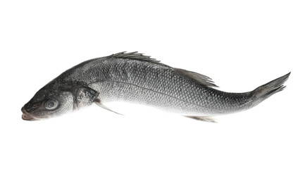 Fresh uncooked sea bass fish on white background