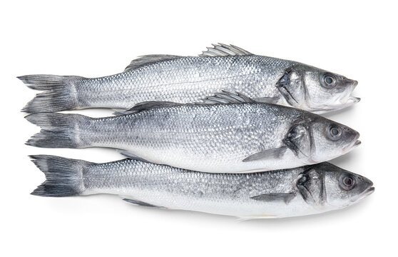 Fresh uncooked sea bass fish on white background © Pixel-Shot