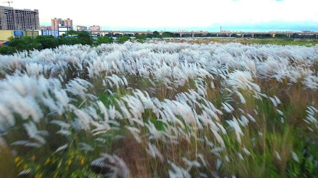 Aerial view of White Saccharum spontaneum flower swaying in the wind in the autumn field. It grows on fallow land commonly known as wild sugarcane and Kans grass. Natural white-green flower.