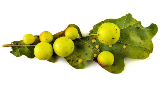 Ball lumps of oak leaves formed by the addition of eggs