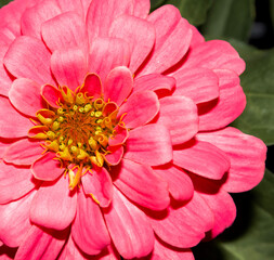 A pink zinnia bloom  during  fall