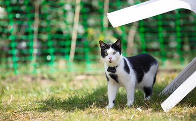 Small cat wearing gps tracker outdoors