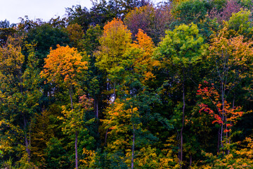 autumn in the forest