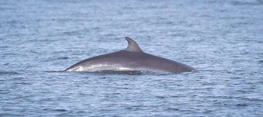 Fototapeta premium Minke Whale in the Atlantic ocean, near Iceland