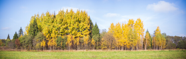 Panoramic nature background of forest with birch trees. Copy space.