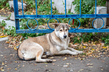 A street or stray dog lying on the ground near a fence