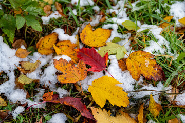 Bright yellow and red leaves on the ground in the park after the first autumn snow