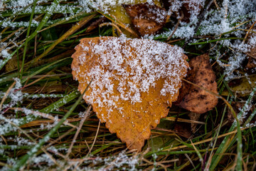 Close-up of a yellow leaf lying on grass covered with snow 