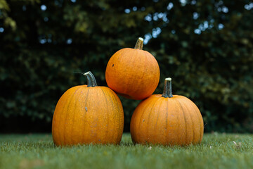Three Orange Pumpkins on Grass in the Garden. Cultivated Cucurbita Pepo Outdoors. 