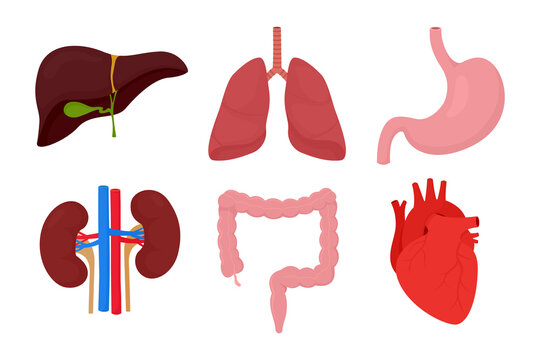 Human internal organs. Icon set with heart, liver, lungs, kidneys, stomach, intestines isolted on white background.