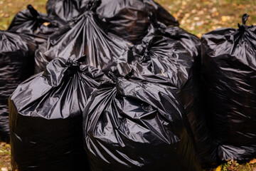 Stuffed black large garbage bags are on the ground after cleaning the foliage. Autumn, leaf fall.