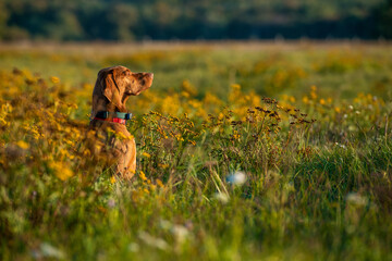 Beautiful male hungarian vizsla hunting dog outdoors portrait. Hunting dog stalking prey on a sunny...