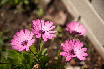 Closeup of Pink Wildflowers whit Drop rain.Nature Concept