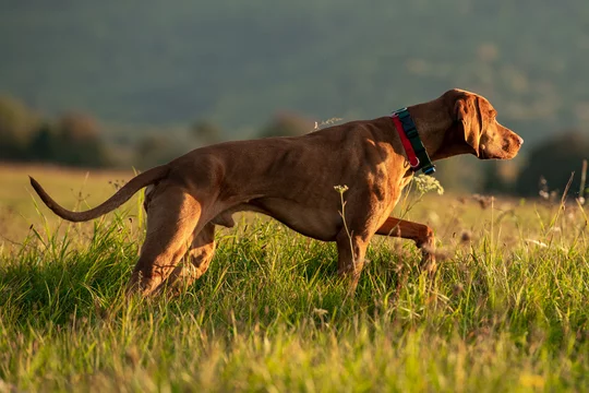 On point hot sale vizsla