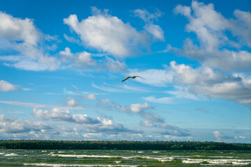 seagull in flight