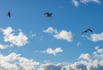 Seagull near sea nature