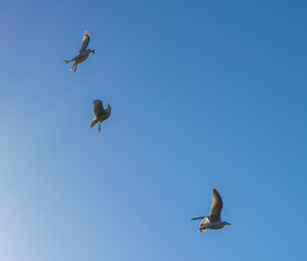 Seagull near sea nature