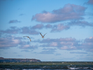 Seagull near sea nature