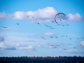 birds flying in the sky