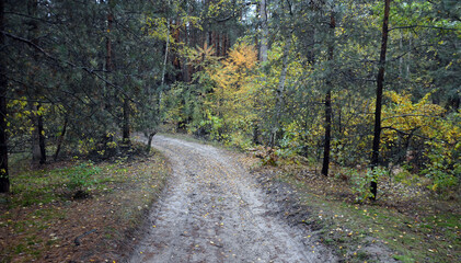 Naklejka premium Pine forest in Kiev Region. Nature of Eastern Europe at autumn