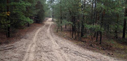 Fototapeta premium Pine forest in Kiev Region. Nature of Eastern Europe at autumn