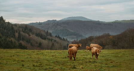 Fototapeta na wymiar Kühe in der Eifel