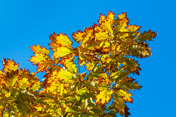 Colored leaves in autumn. Vibrant color tree, yellow and brown foliage in fall park, in a sunny day with blue sky.