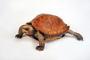 Keeled box turtle // Dreikiel-Scharnierschildkröte, Indische Dornschildkröte (Cuora mouhotii)