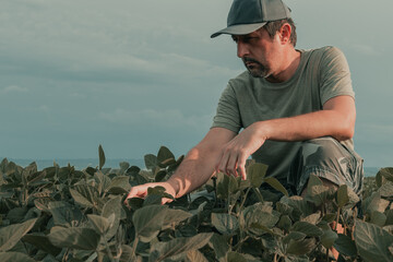 Serious concerned agronomist farmer examining development of green soybean