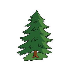 pine tree isolated on white background