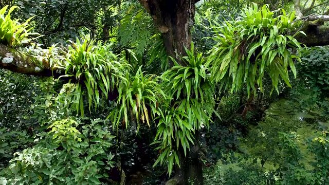 Areial views of Parasitic plants have been created depending on large trees