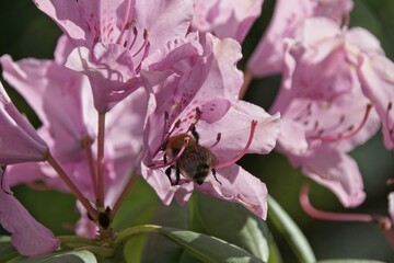 bee on pink flower