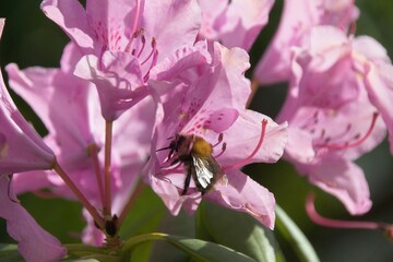 bee on pink flower