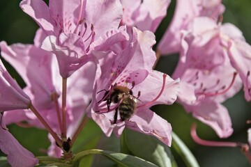 bee on pink flower