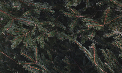 Branch of a coniferous tree. Close up photo
