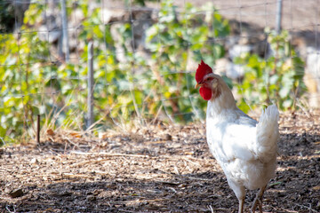 white chickens on open air. livornese
