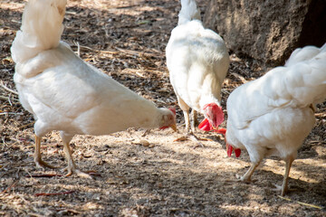 white chickens on open air. livornese