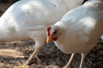 white chickens on open air. livornese