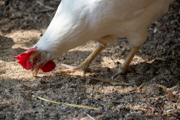 white chickens on open air. livornese