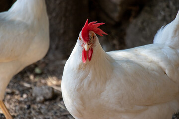 white chickens on open air. livornese