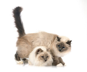 Obraz premium birman cats in studio