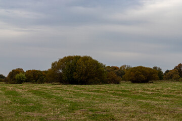 green meadow in Latvia countryside, willow bushes in distance, grey blueish cloudy sky