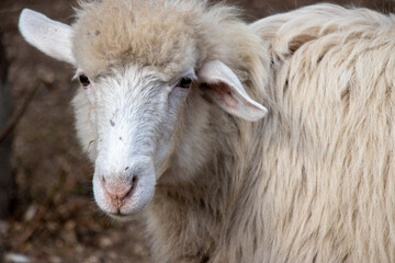 Obraz premium Sheep's Face