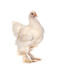 Cochin chicken in studio