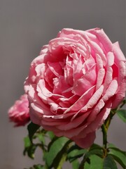 photograph Pink Rose Emmanuelle rose