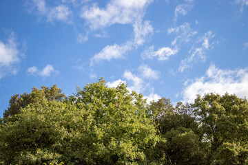 Blue bright sky of Sardinia with white clouds and trees
